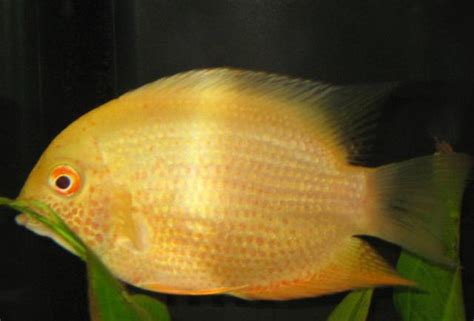 金菠蘿魚 1952年出生